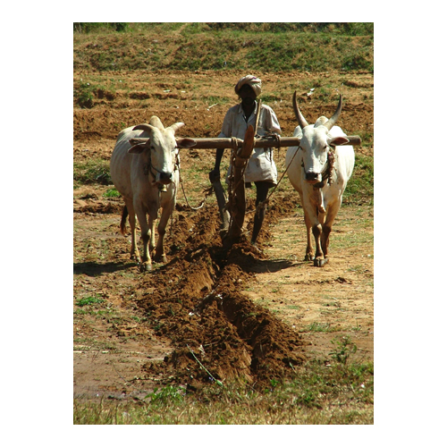 A farmer guides his ox-drawn plough across his field. Hampi, India.